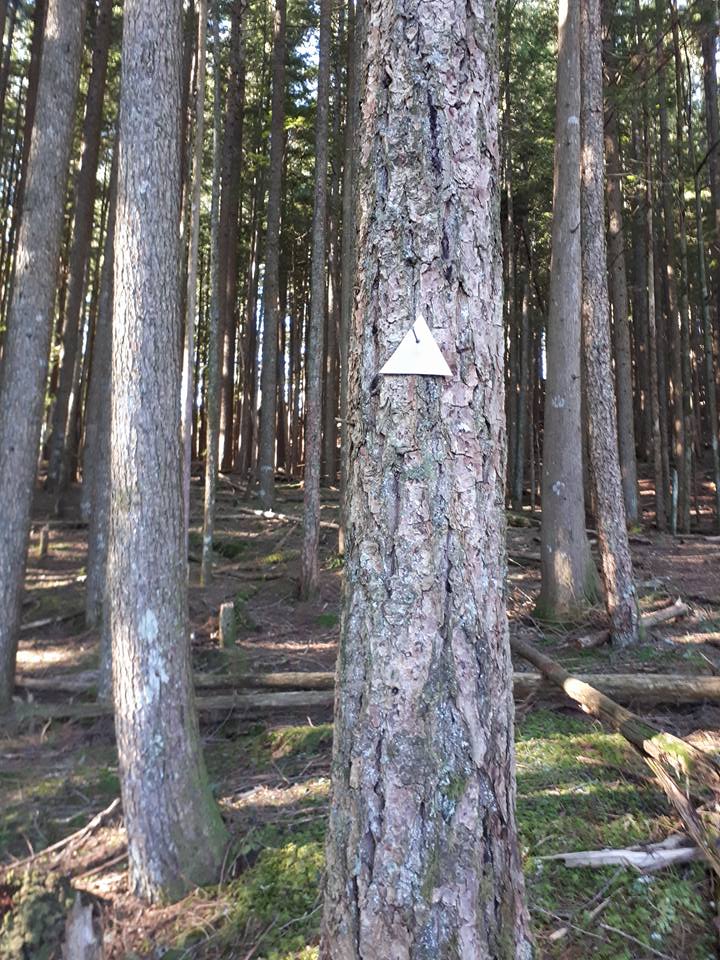 trail markers leading to the Dewdney Cabin