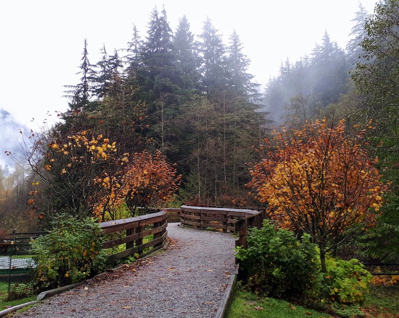 Fall hikes: Lynn Headwaters Park